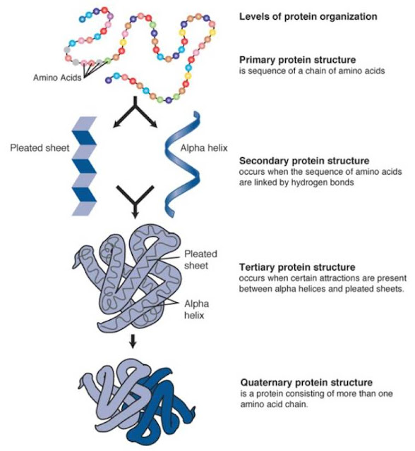 What are the Biological functions of protein?